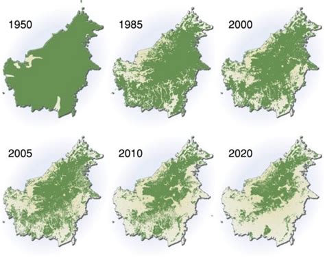borneo deforestation